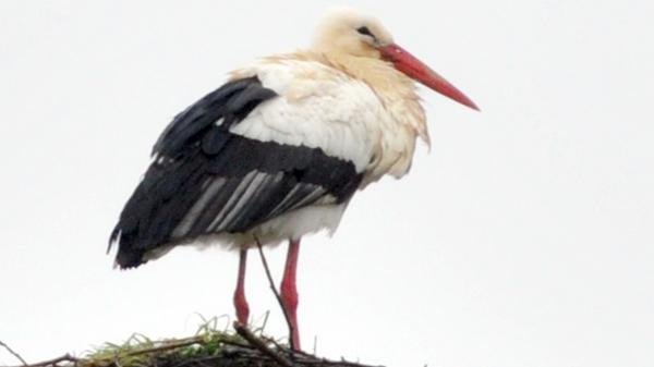 ROT-Leserfoto-Schaufler-Storch-Katzwang