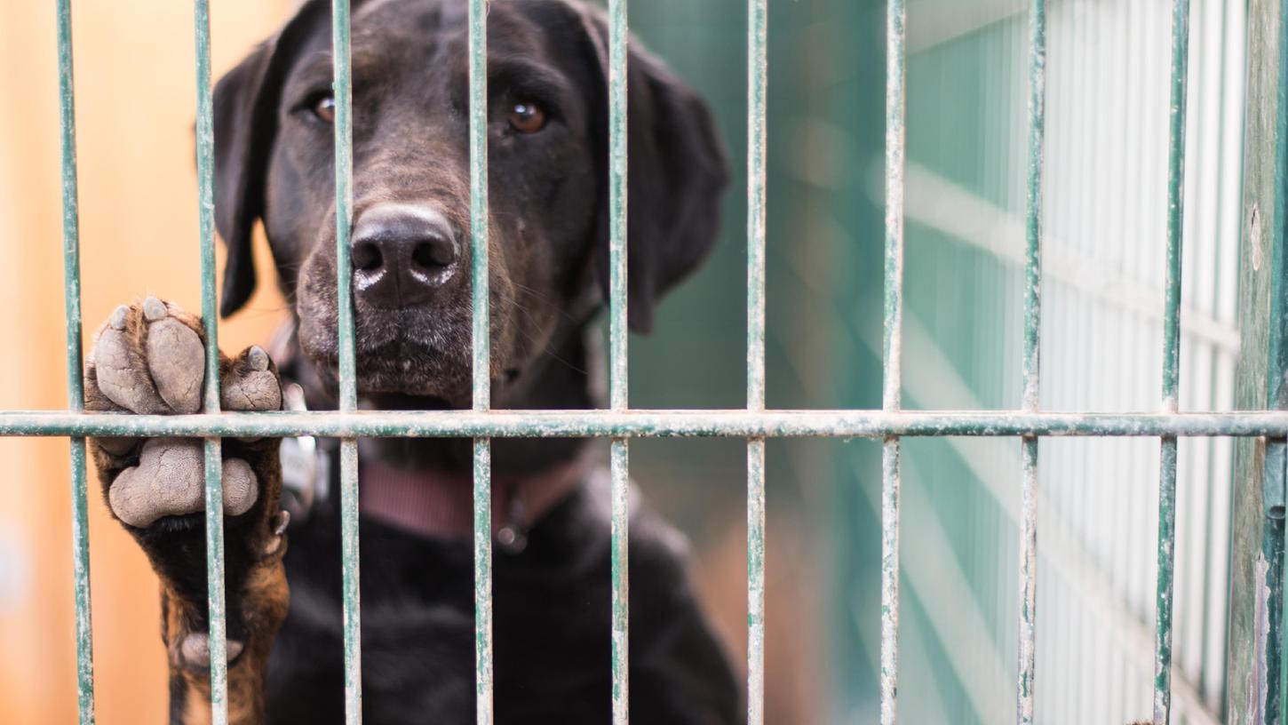 Ein Hund steht in seinem Zwinger im Tierheim am Gitter. Die Einrichtungen sind teils hoffnungslos überfüllt. Ein Hund steht in seinem Zwinger im Tierheim am Gitter. Die Einrichtungen sind teils hoffnungslos überfüllt.