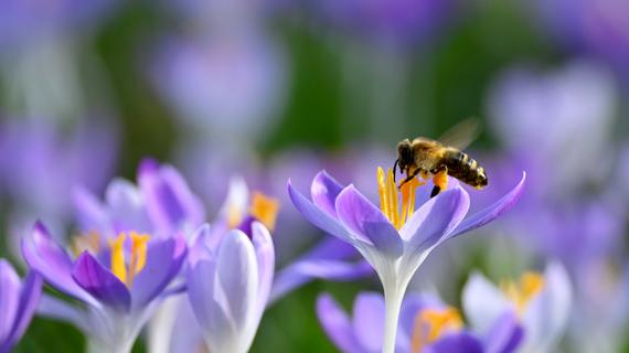 Kampf um die ersten Blüten: Bienen schon früh im Jahr unterwegs