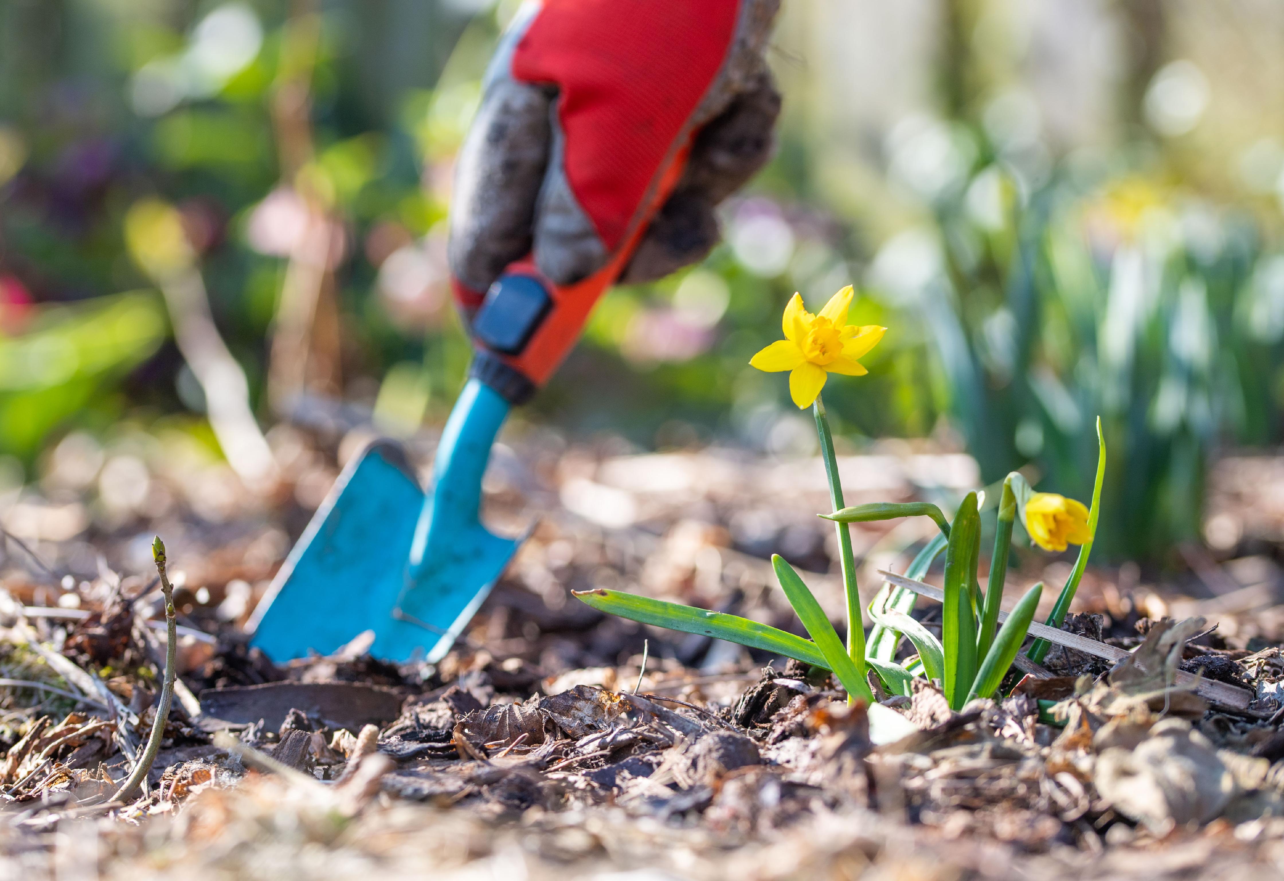 Das sind die sechs wichtigsten Gartenarbeiten im März