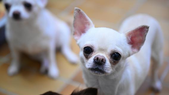 Hunde beißen Chihuahua in Bayern tot und verletzten Halterin - Polizei ermittelt
