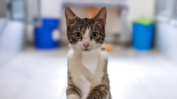 Die getigert-weiße Katze kam am 13. Februar als Fundtier ins Tierheim Neumarkt. Sie lief zu in Neumarkt, Gartenäcker. Dort saß sie lange Zeit vor der Haustüre und nachdem eine Nachfrage ergab, dass sie nicht dort in das Haus gehörte, wurde sie ins Tierheim gebracht. Allerdings hat die etwa acht Monate alte Katze keinerlei Kennzeichnung, also keine Tätowierung und keinen Chip, so dass ihre Familie nun nicht benachrichtigt werden kann und die Katze nur darauf hoffen kann, dass man ihr Verschwinden endlich bemerkt und im Tierheim anruft. Das Tierheim Neumarkt hat aus organisatorischen Gründen keine offiziellen Öffnungszeiten. Für Besuch, Beratung und Tiervermittlung vereinbaren Sie bitte vorher einen Termin. Die Tierpflegerinnen können sich dann uneingeschränkt Ihrem Anliegen widmen. Auch zum Gassi gehen ist ein vorheriger Anruf sinnvoll. Katzenkuscheln ist täglich zwischen 14 und 17 Uhr möglich. Das Tierheim ist täglich (außer an Sonn- und Feiertagen) von 13 bis 17 Uhr unter der Telefonnummer (09181) 22862 erreichbar. Hier geht es zur Internet-Seite des Tierheims