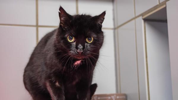 Die schwarze Katze „Miezerle“ mit dem weißen Halsfleckchen verlor ihr Zuhause und musste ins Tierheim Neumarkt umziehen, nachdem ihre schon betagte Besitzerin verstarb. Über „Miezerle“ ist leider so gut wie nichts bekannt. Bekannt ist nur, dass ihre ehemalige Besitzerin sie übernahm, nachdem eine Privatperson „Miezerle“ in der Zeitung zur Abgabe inserierte. Wie alt die Katze genau ist, ist auch nicht bekannt, denn ein Impfpass existierte nicht. Geimpft und mit einem Chip versehen wurde die Katze aber jetzt im Tierheim. „Miezerle“ dürfte etwa sechs bis acht Jahre alt sein und etwa fünf Jahre davon lebte sie bei ihrer nun verstorbenen Besitzerin, zu der „Miezerle“ offenbar eine sehr enge Bindung hatte. Denn sie wurde von „Miezerle“ an der Bushaltestelle abgeholt und beide gingen abends immer miteinander spazieren. „Miezerle“ hatte offenbar nur Kontakt zu ihrer Besitzerin, näherem Kontakt mit anderen Menschen stand sie eher skeptisch gegenüber. Eine Schmusekatze, die auf jeden zugeht und die sich von allen streicheln lässt, ist „Miezerle“ also nicht, so dass sie nur für einen kinder- und hundelosen ruhigen Haushalt mit Katzenerfahrung geeignet ist, wo man Geduld und Verständnis für die doch noch ziemlich verstörte Katze aufbringt, die, wenn ihr etwas nicht passt oder wenn sie sich bedrängt fühlt, auch mal die Krallen ausfahren kann. Bisher war „Miezerle“ an Freigang gewöhnt und wo sie bisher wohnte, waren durchaus auch mal Autos unterwegs, aber offenbar hatte „Miezerle“ Erfahrung damit und ein gesundes Gefahrenbewusstsein. Freigang sollte ihr also wieder gewährt werden können. Das Tierheim Neumarkt hat aus organisatorischen Gründen keine offiziellen Öffnungszeiten. Für Besuch, Beratung und Tiervermittlung vereinbaren Sie bitte vorher einen Termin. Die Tierpflegerinnen können sich dann uneingeschränkt Ihrem Anliegen widmen. Auch zum Gassi gehen ist ein vorheriger Anruf sinnvoll. Katzenkuscheln ist täglich zwischen 14 und 17 Uhr möglich. Das Tierheim ist täglich (außer an Sonn- und Feiertagen) von 13 bis 17 Uhr unter der Telefonnummer (09181) 22862 erreichbar. Hier geht es zur Internet-Seite des Tierheims