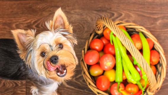 Tomaten für Hunde: Das sollten Sie wissen