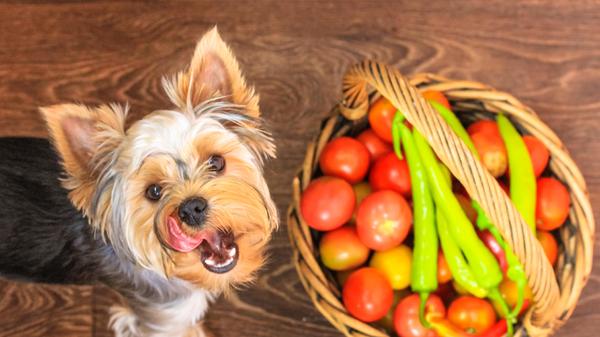 Yorkshire terrier dog by a wicker basket of tomatoes, peppers. Farmer's market.