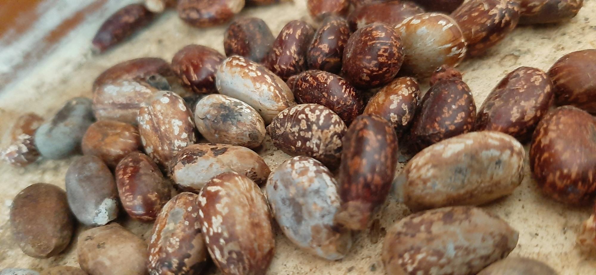 SaatgutTauschbörse in der Stadtbibliothek Weißenburg