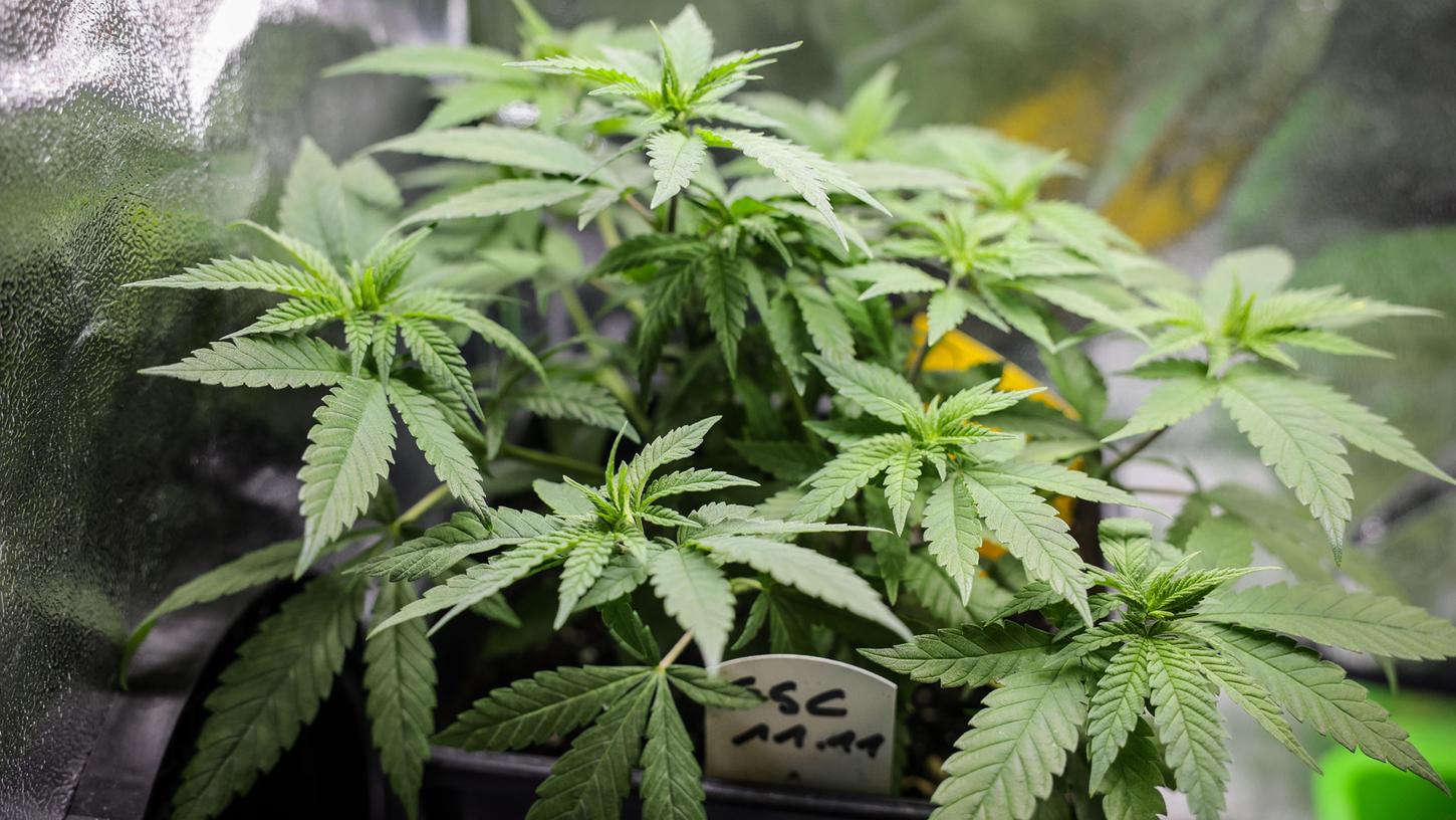 Die Teil-Legalisierung von Cannabis wurde jetzt vom Bundestag beschlossen.