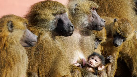 Mögliche Pavian-Tötung im Nürnberger Tiergarten: Kommen die Affen nun nach Indien?