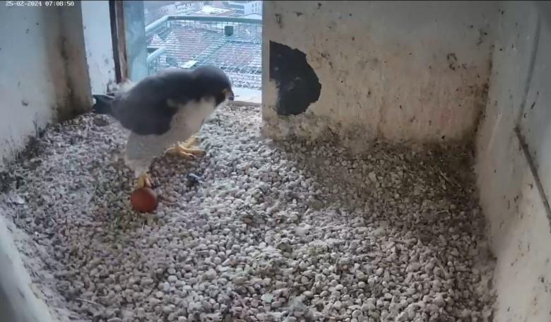 Nachwuchs Kündigt Sich An: Wanderfalken Auf Der Nürnberger Burg Haben ...