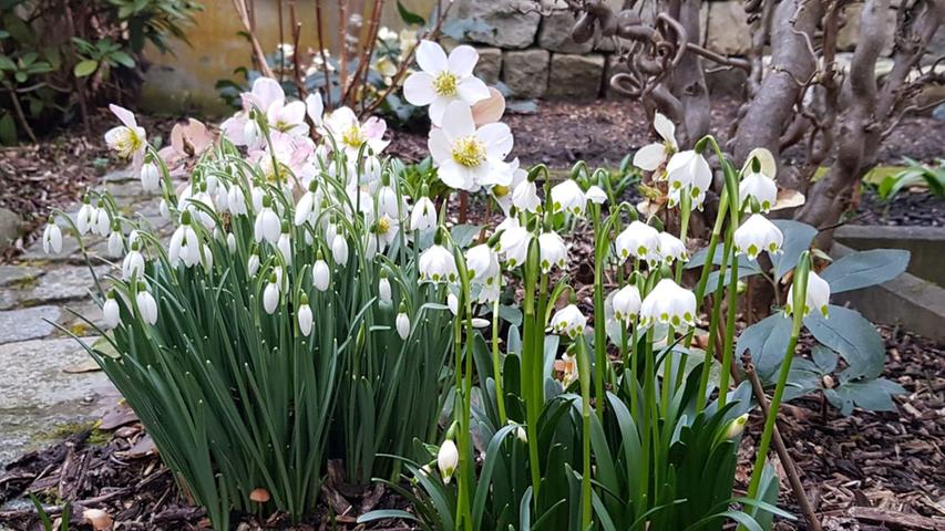 ... erstrahlt dieses Blumen-Arrangement, bestehend aus den Frühlingsboten Christrose, Schneeglöckchen und Märzenbecher.  Mehr Leserfotos finden Sie hier