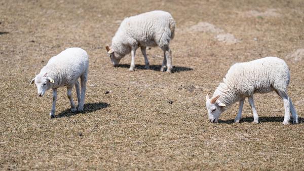 Trockenheit in Brandenburg
