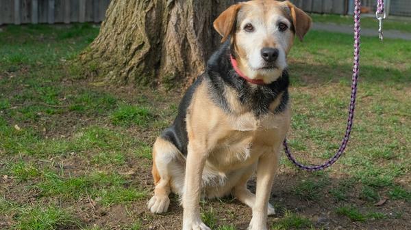Die beige-schwarze Terrier-Mix-Hündin „Sally“ kam erstmals im Oktober 2018 ins Tierheim Neumarkt und sie durfte bald darauf in ein schönes neues Zuhause ziehen. Leider verstarb unerwartet ihr Besitzer, und da keiner in der Familie die Hündin übernehmen konnte, kam „Sally“ zurück ins Tierheim. Nun sucht das temperamentvolle und bewegungsfreudige Energiebündel schon seit über einem Jahr ein neues Zuhause. Die inzwischen achtjährige kastrierte Hündin lernt sehr schnell und freut sich immer über neue Aufgaben. Wie alle Terrier hat sie ihr eigenes Köpfchen und deshalb braucht sie eine liebevolle, aber konsequente Führung mit klaren Regeln, sonst gestaltet sie den Alltag nach ihren Vorstellungen. Wer sich für die Hündin interessiert, sollte also bereits Hundeerfahrung haben. „Sally“ kennt die wichtigsten Grundkommandos, aber an der Leinenführigkeit muss noch etwas gearbeitet werden. Bei Begegnungen mit anderen Hunden kommt bei „Sally“ der Terrier durch und auch vorbeifahrende Autos und Radfahrer zählen nicht unbedingt zu ihren Freunden. Der Besuch einer guten Hundeschule sollte in jedem Fall eingeplant werden. Trotz ihrer Eigenständigkeit ist „Sally“ sehr verschmust und kann sich von ihrer allerbesten Seite zeigen. Daheim möchte sie auch gerne mit aufs Sofa. Ihr neues Zuhause will sie jedoch nicht mit kleinen Kindern oder anderen Haustieren teilen müssen. Die Hündin kann bis zu vier Stunden alleine bleiben. Das neue Zuhause verfügt idealerweise über einen eingezäunten Garten, in dem „Sally“ auch einmal nach Herzenslust herumtollen kann. Das Tierheim Neumarkt hat aus organisatorischen Gründen keine offiziellen Öffnungszeiten. Für Besuch, Beratung und Tiervermittlung vereinbaren Sie bitte vorher einen Termin. Die Tierpflegerinnen können sich dann uneingeschränkt Ihrem Anliegen widmen. Auch zum Gassi gehen ist ein vorheriger Anruf sinnvoll. Katzenkuscheln ist täglich zwischen 14 und 17 Uhr möglich. Das Tierheim ist täglich (außer an Sonn- und Feiertagen) von 13 bis 17 Uhr unter der Telefonnummer (09181) 22862 erreichbar. Hier geht es zur Internet-Seite des Tierheims