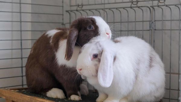 Auch die zwei Widderkaninchen „Katharina“ und „Emilie“ sind auf der Suche nach einem neuen „Für-immer-Zuhause“, denn ein sehr kurzfristiges Zuhause hatten sie bereits. Die am 27. Mai 2023 geborenen Tiere waren ein Geschenk einer Großmutter an ihre Enkel, aber wie es bei Abgabe der Kaninchen im Tierheim hieß, hat leider das Kind eine Allergie. Die beiden zutraulichen Kaninchenmädels mögen sich sehr und werden deshalb nur gemeinsam in ein artgerechtes Zuhause vermittelt, wobei derzeit Außenhaltung mangels Unterfell nicht möglich ist. Das Tierheim Neumarkt hat aus organisatorischen Gründen keine offiziellen Öffnungszeiten. Für Besuch, Beratung und Tiervermittlung vereinbaren Sie bitte vorher einen Termin. Die Tierpflegerinnen können sich dann uneingeschränkt Ihrem Anliegen widmen. Auch zum Gassi gehen ist ein vorheriger Anruf sinnvoll. Katzenkuscheln ist täglich zwischen 14 und 17 Uhr möglich. Das Tierheim ist täglich (außer an Sonn- und Feiertagen) von 13 bis 17 Uhr unter der Telefonnummer (09181) 22862 erreichbar. Hier geht es zur Internet-Seite des Tierheims
