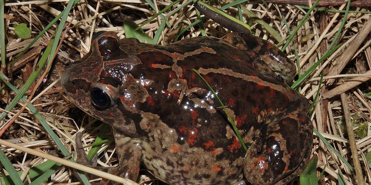 Bund Naturschutz sucht Mitstreiter in Nürnberg So kann man