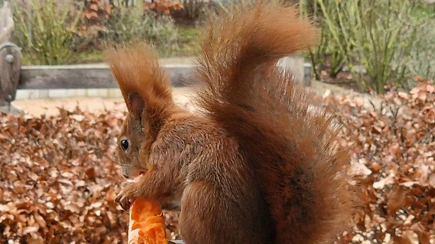 Es müssen nicht immer Nüsse sein, manchmal schmeckt auch eine Karotte gut. Findet zumindest dieses Eichhörnchen. Mehr Leserfotos finden Sie hier