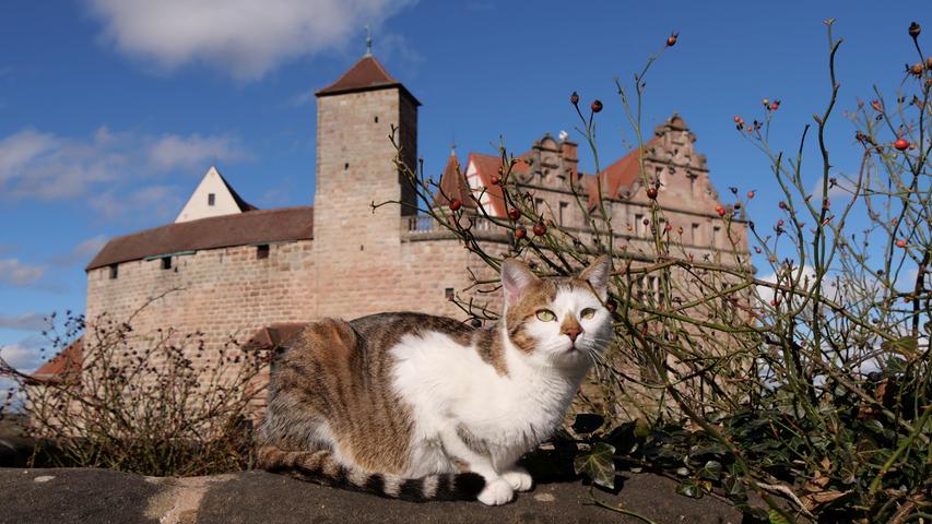 Ist das wohl die Hauskatze der Burg Cadolzburg?  Mehr Leserfotos finden Sie hier