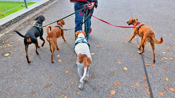 Umfrage der Woche: Sollte ein "Hundeführerschein" für Halter Pflicht werden?