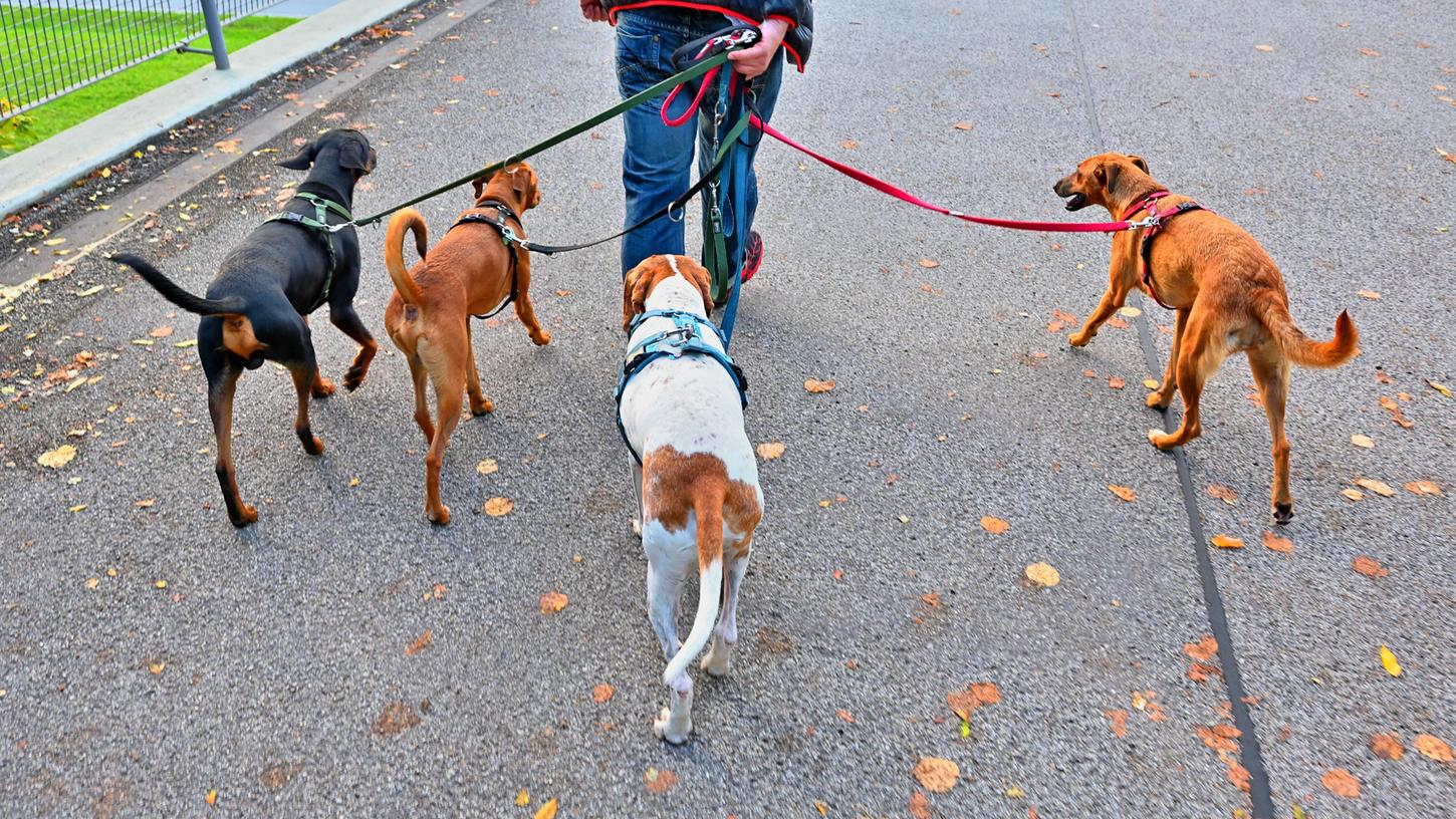 Die Nürnberger Tierheimleiterin Tanja Schnabel wünscht sich, dass ein Hundeführerschein für Halter Pflicht wird.