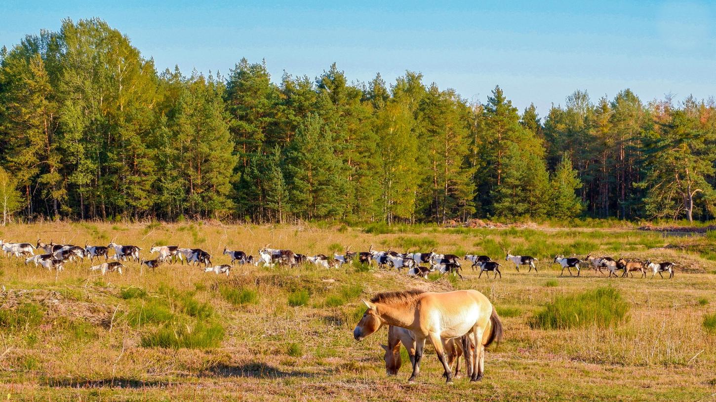 Auf dem Rundweg im Tennenloher Forst kann man Wildpferde beobachten. 