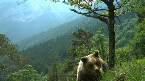 Abschießen? Kein Ende im Streit um Bären im Trentino
