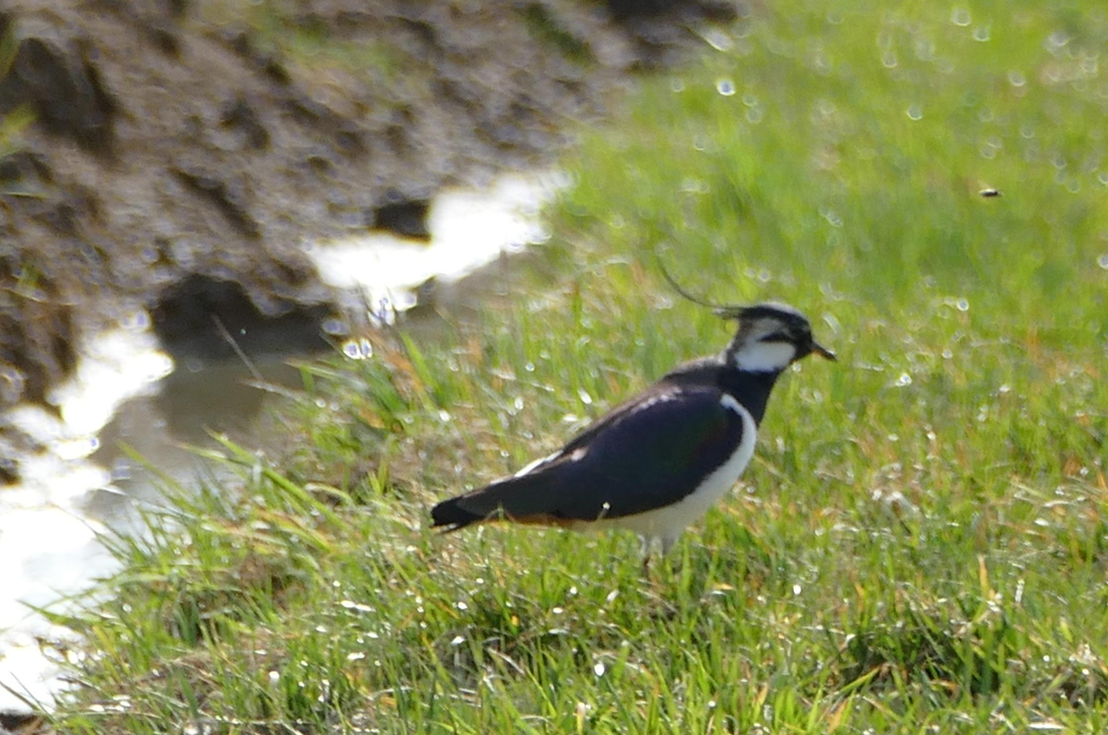 Kiebitz - Vogel des Jahres
