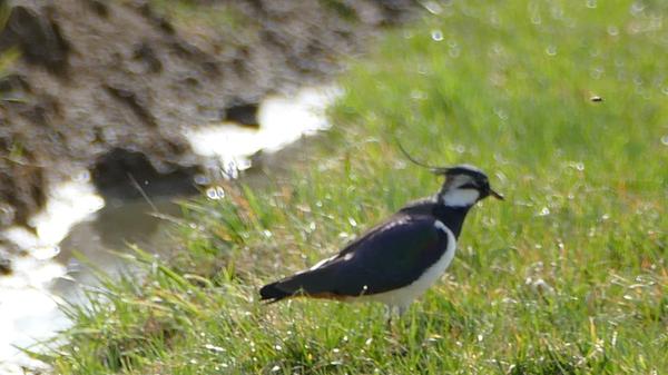 Kiebitz - Vogel des Jahres