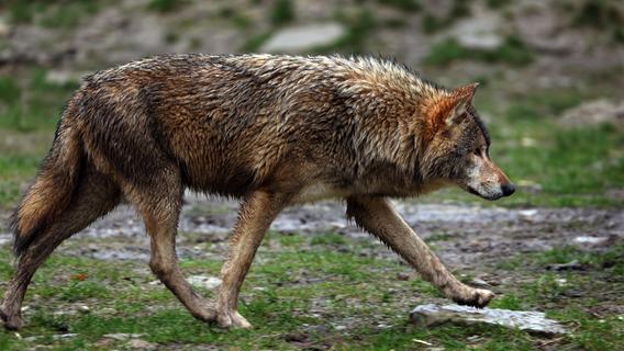 Wolf auf Autobahn getötet - Wildunfall im Landkreis Schwandorf