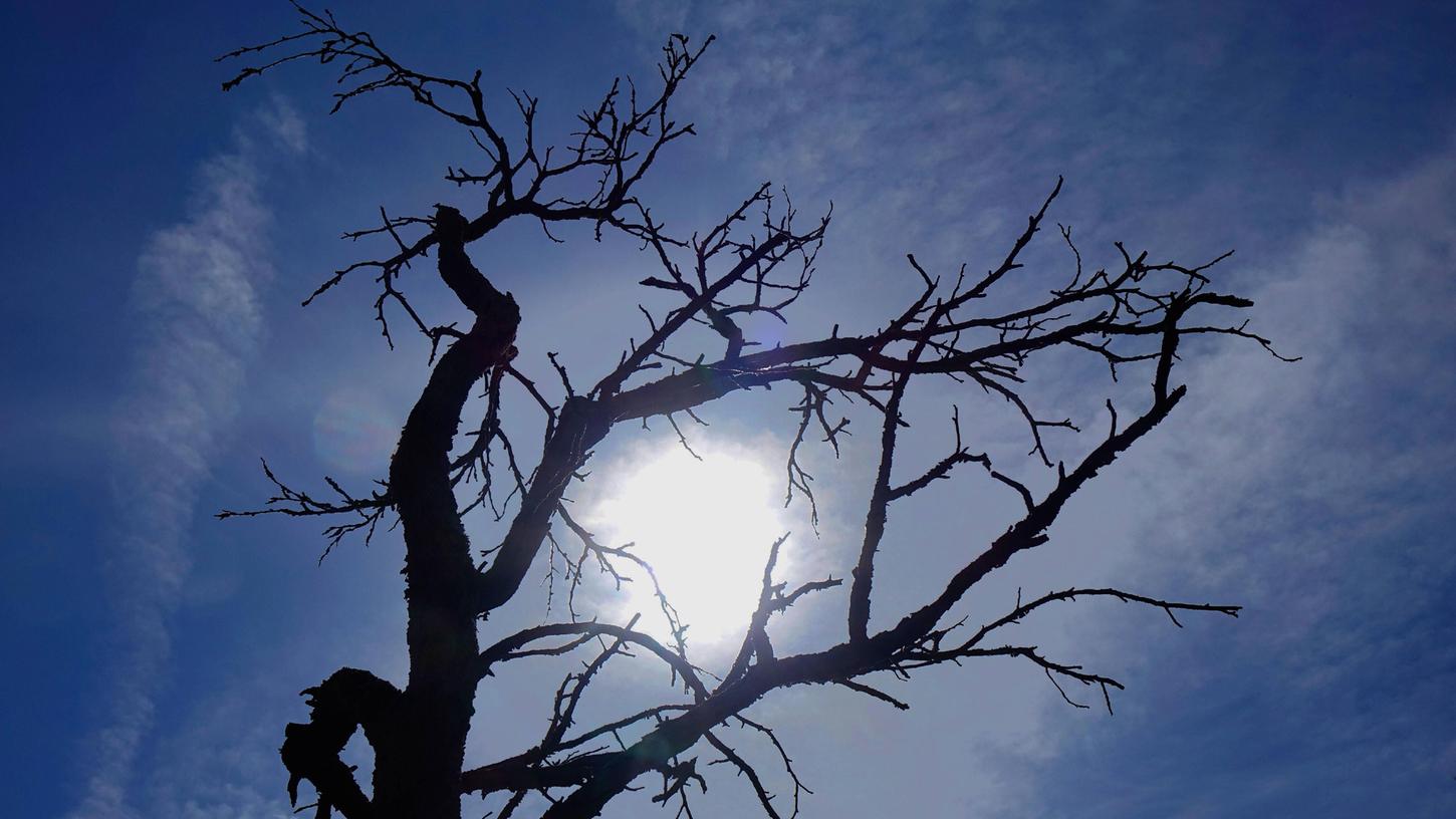 Hinter einem verdorrtem Baum befindet sich die strahlende Sonne. (Symbolbild)