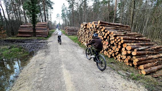 Spaziergänger waren schockiert: Darum mussten viele Bäume im Nürnberger Süden gefällt werden