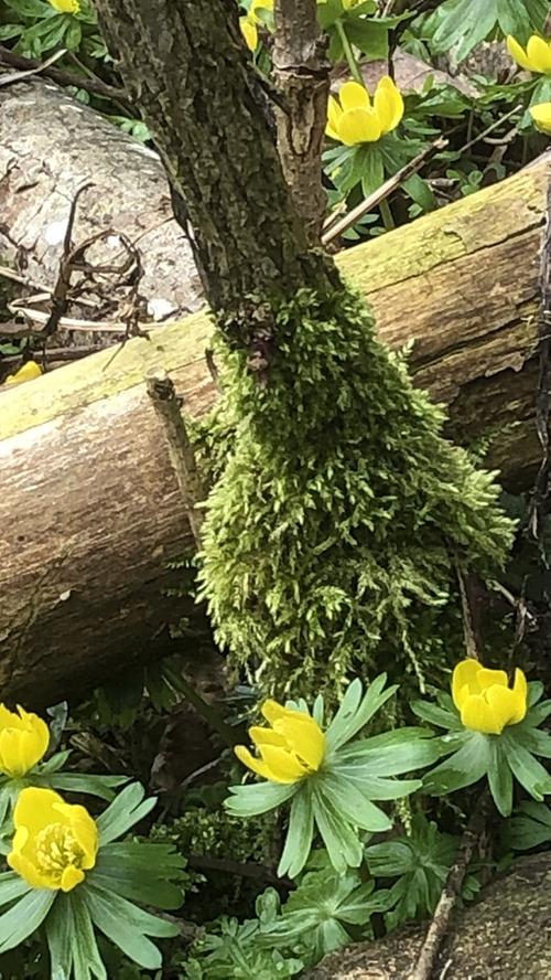 Hier grüßt der Vorfrühling mit ersten kleinen Blütenteppichen von Winterlingen. Unser Leserfotograf hat sie im Lillachtal bei Großenohe entdeckt. Mehr Leserfotos finden Sie hier