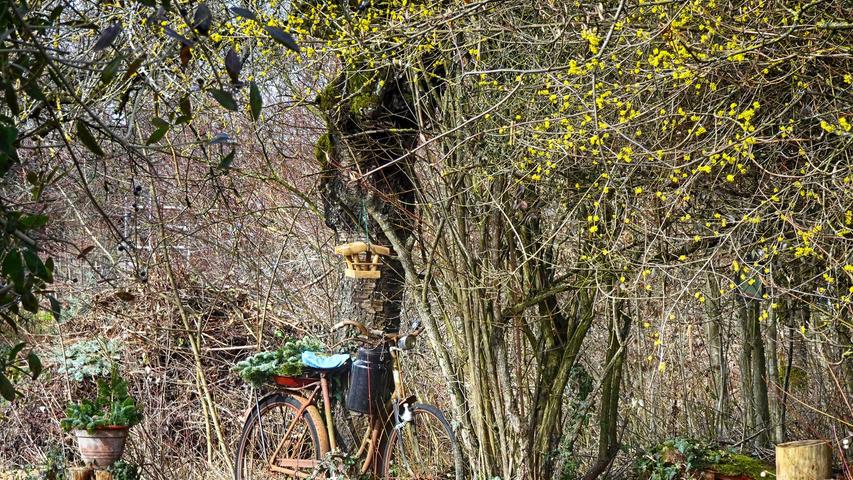 Während sich der nahende Frühling mit vielen gelben Blüten in einem Garten im Nürnberger Land zeigt, genießt der alte Drahtesel, angelehnt an einem Baumstamm, als Deko-Objekt seinen wohlverdienten Ruhestand. Mehr Leserfotos finden Sie hier