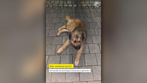 Wer vermisst "Hasi"? Hund in Mittelfranken gefunden - Polizei sucht in sozialen Medien nach Besitzer