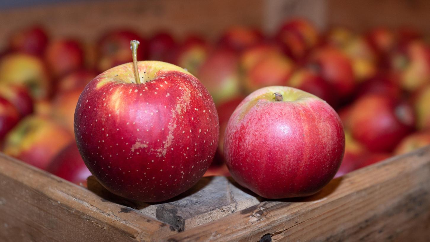 Alte Apfelsorten wie Wellant (links) und Berlepsch (rechts) haben einen hohen Polyphenolgehalt, was sie zu idealen "Allergiker-Äpfeln" macht.