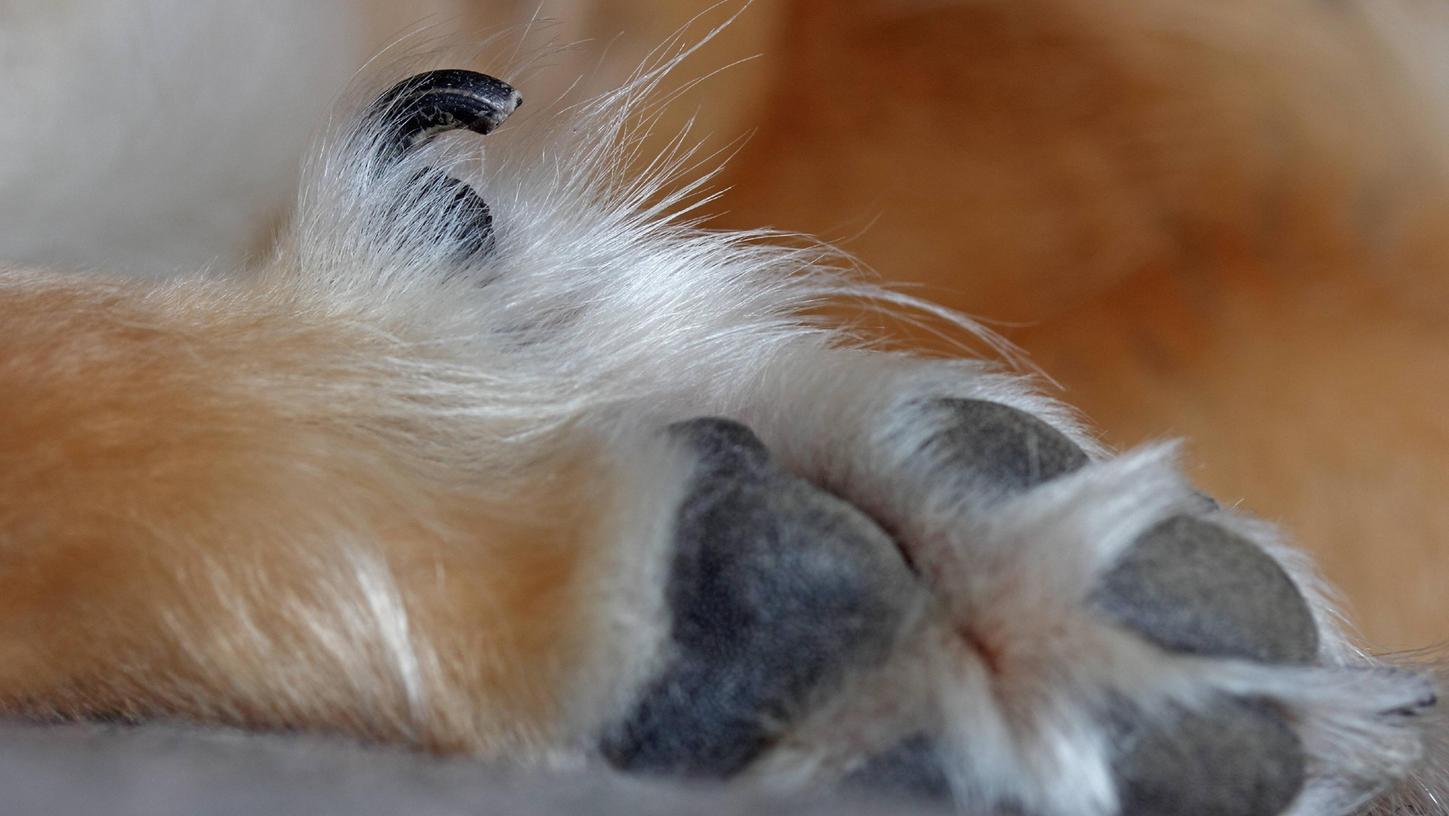 Die Wolfskralle sitzt an den Innenseiten der Hinterpfoten. Aber welchen Zweck hat sie?