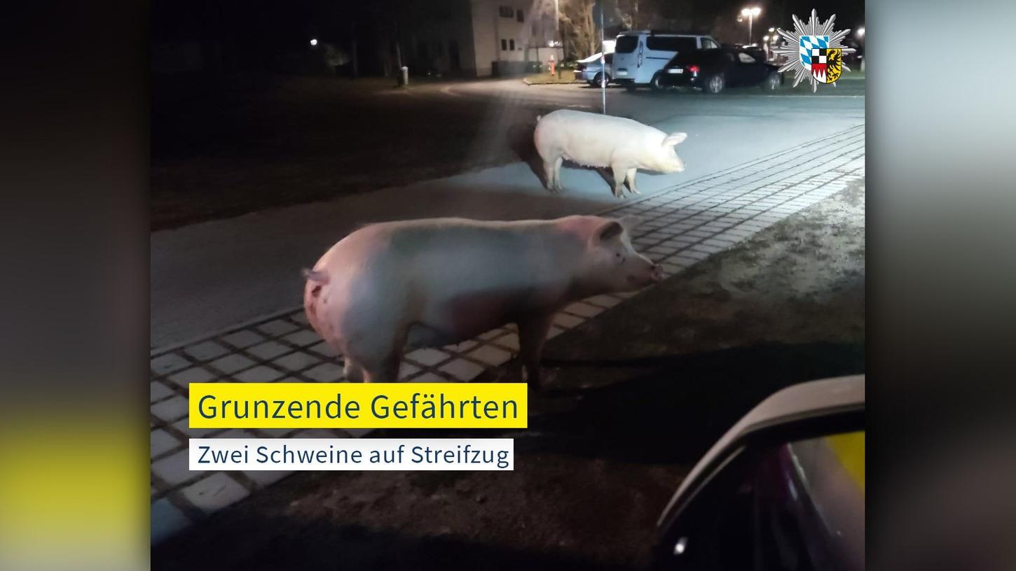 Zwei Schweine auf Streifzug in Heroldsberg.