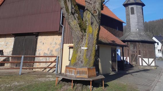 Naturdenkmal Dorflinde in Birkenreuth soll gefällt werden - BUND geht rechtlich dagegen vor