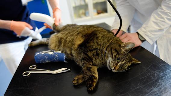 Tierklinik-Sterben in Nordbayern: Warum es kaum noch Notdienste für Hunde und Katzen gibt