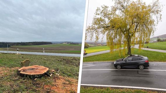 Baum-Massaker im ganzen Landkreis: Die Stadt Forchheim ist schlau und pflanzt erst gar keine Bäume