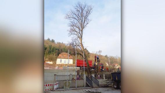 "Es musste leider sein": Kloster Plankstetten fällt die drei Bäume im Biergarten