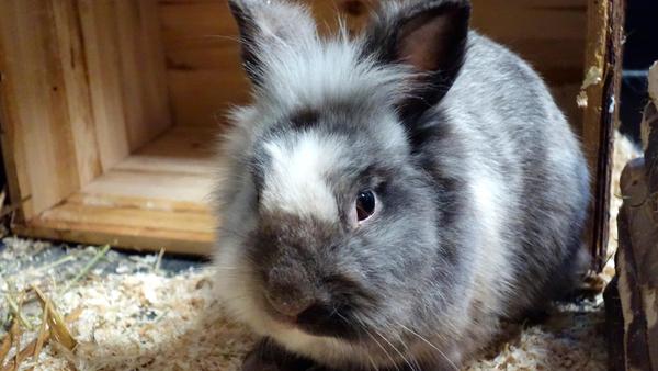 Der grau-weiße Kaninchenbub kam am 4. März als Fundtier ins Tierheim Neumarkt. Er hoppelte unbeaufsichtigt beim BMX-Park in Neumarkt an der Mooswiese herum. Das männliche, unkastrierte Kaninchen ist sehr zutraulich, es muss also davon ausgegangen werden, dass es bei Menschen gelebt hat und noch nicht lange in Freiheit war. Der Ernährungs- und Fellzustand des Kaninchens war gut, allerdings hatte das Kaninchen sehr, sehr lange Krallen, was darauf hindeutet, dass es nicht viel Auslauf hatte und die Krallen offenbar auch nicht kontrolliert, geschweige denn gekürzt wurden. Wer kennt dieses Kaninchen oder wer weiß, wo es das Weite gesucht hat? Das Tierheim Neumarkt hat aus organisatorischen Gründen keine offiziellen Öffnungszeiten. Für Besuch, Beratung und Tiervermittlung vereinbaren Sie bitte vorher einen Termin. Die Tierpflegerinnen können sich dann uneingeschränkt Ihrem Anliegen widmen. Auch zum Gassi gehen ist ein vorheriger Anruf sinnvoll. Katzenkuscheln ist täglich zwischen 14 und 17 Uhr möglich. Das Tierheim ist täglich (außer an Sonn- und Feiertagen) von 13 bis 17 Uhr unter der Telefonnummer (09181) 22862 erreichbar. Hier geht es zur Internet-Seite des Tierheims