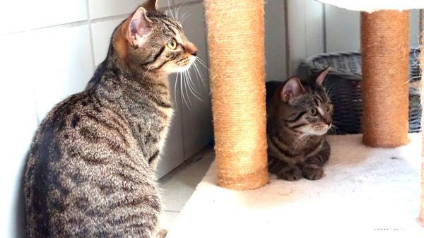Die zwei getigerten Kätzchen „Eddy“ und „Emilia“ wurden am 3. Juli 2023 im Tierheim geboren und wenn die Katzen ihren Menschen erst einmal kennen und man sich mit ihnen ruhig beschäftigt, sind beide schnell lieb und zutraulich. Mittlerweile sind „Eddy“ und „Emilia“ kastriert und sie sind auch geimpft, so dass sie sich nun endlich auf die Suche nach einem neuen, eigenen Wirkungskreis bei ruhigen, liebevollen und anfangs etwas geduldigen Menschen machen können. Das hübsche Geschwisterpärchen, das nur gemeinsam vermittelt wird, kann sowohl in einer großen, geräumigen Wohnung mit gesichertem Balkon gehalten werden, als auch in einem wirklich verkehrsberuhigt gelegenen Häuschen mit Garten. Dann sollte aber auch eine Katzenklappe vorhanden sein, damit „Eddy“ und „Emilia“, wenn sie nach entsprechender Eingewöhnung Freigang bekommen, wieder zurück ins Haus können. Denn welche Katze sitzt schon gerne, wenn ihre Familie nicht daheim ist, bei schlechtem Wetter oder einem Gewitter draußen? Das Tierheim Neumarkt hat aus organisatorischen Gründen keine offiziellen Öffnungszeiten. Für Besuch, Beratung und Tiervermittlung vereinbaren Sie bitte vorher einen Termin. Die Tierpflegerinnen können sich dann uneingeschränkt Ihrem Anliegen widmen. Auch zum Gassi gehen ist ein vorheriger Anruf sinnvoll. Katzenkuscheln ist täglich zwischen 14 und 17 Uhr möglich. Das Tierheim ist täglich (außer an Sonn- und Feiertagen) von 13 bis 17 Uhr unter der Telefonnummer (09181) 22862 erreichbar. Hier geht es zur Internet-Seite des Tierheims