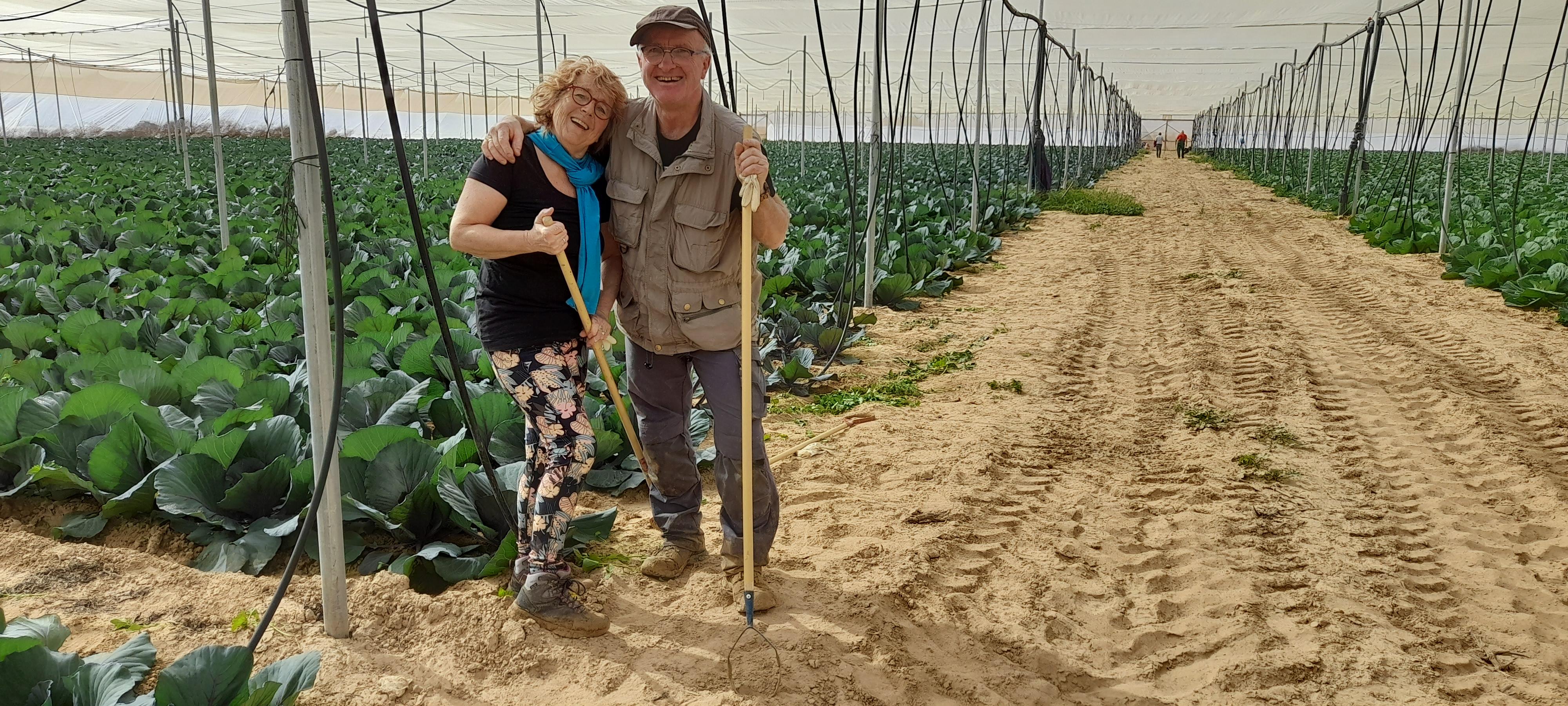 Die Schramms beim Unkrautjäten im Rotkohlzelt.