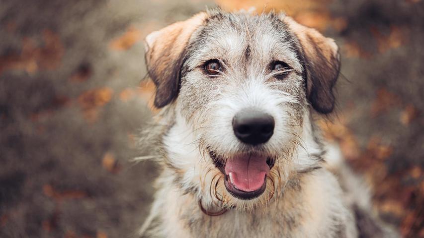 Tierheim Forchheim: Diese Hunde suchen eine neue Familie