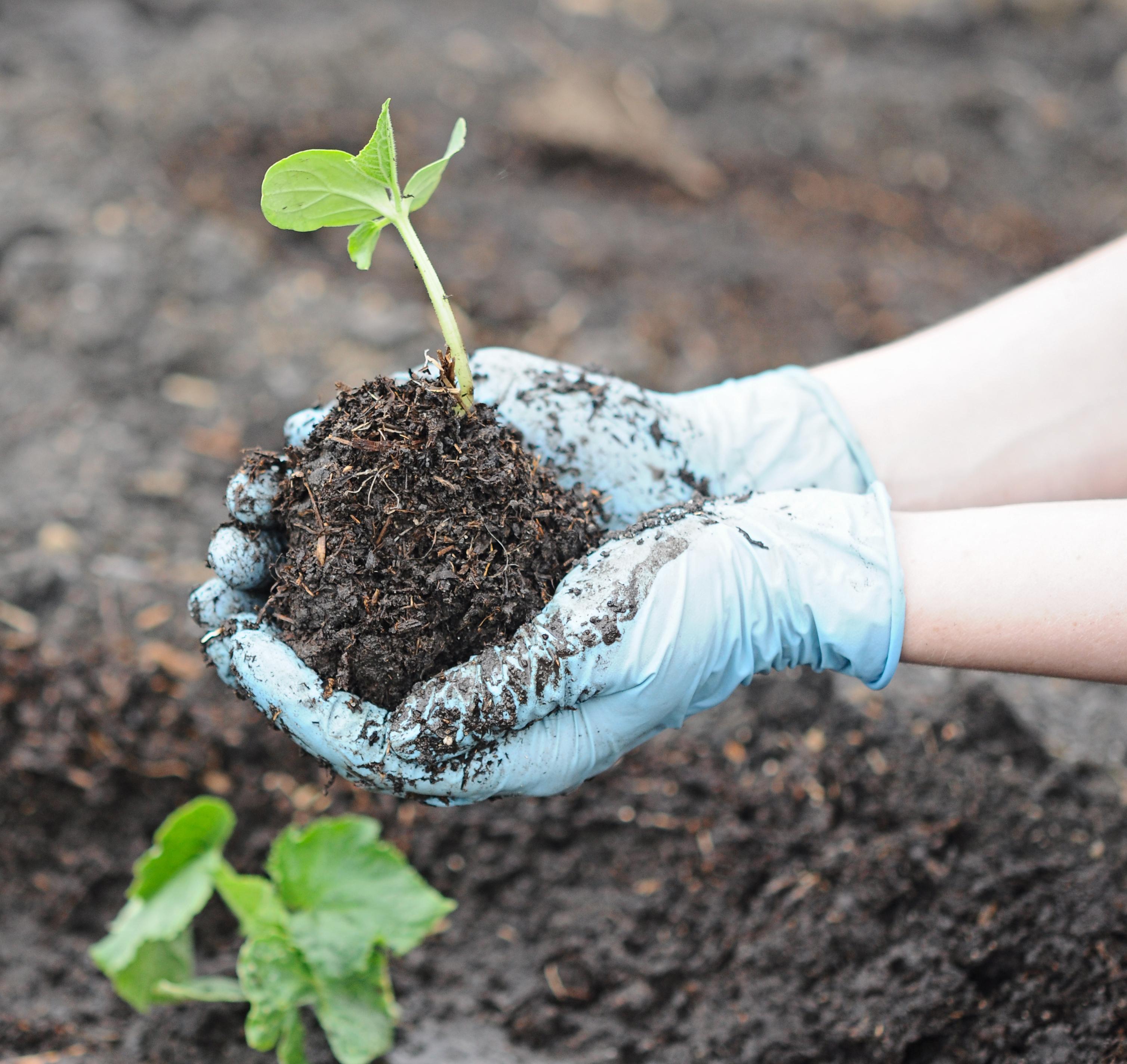Finger weg von Torf Wer dem Garten etwas Gutes tun will, sollte beim