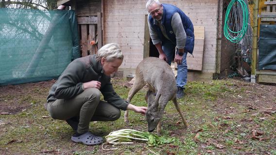 Schutz für Waisen: Rehkitz-Retter eröffnen professionelle Wildtier-Auffangstation im Landkreis Roth