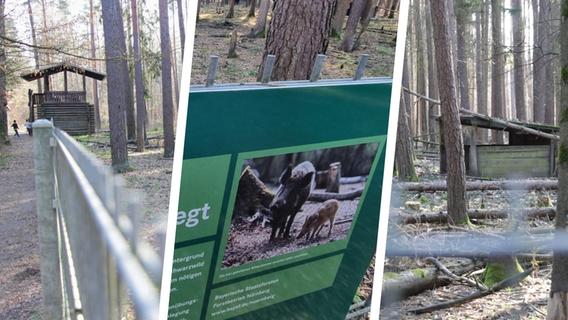 Erlanger Wildschweingehege seit Monaten verwaist - Experten vom Nürnberger Tiergarten beraten