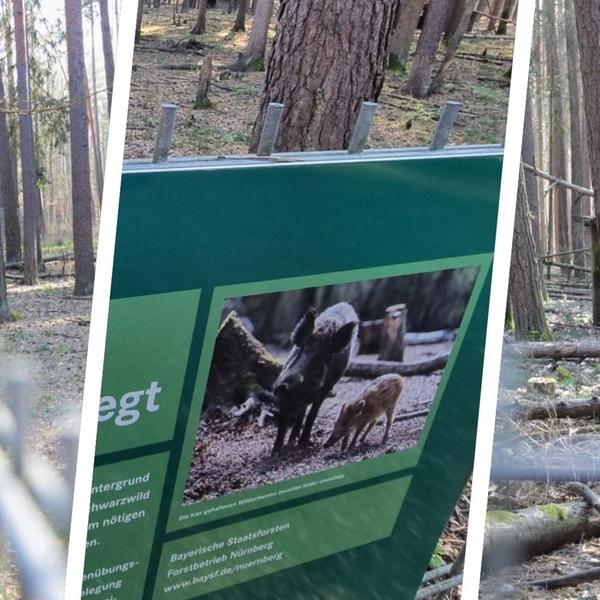 ERL-wildschweingehege
