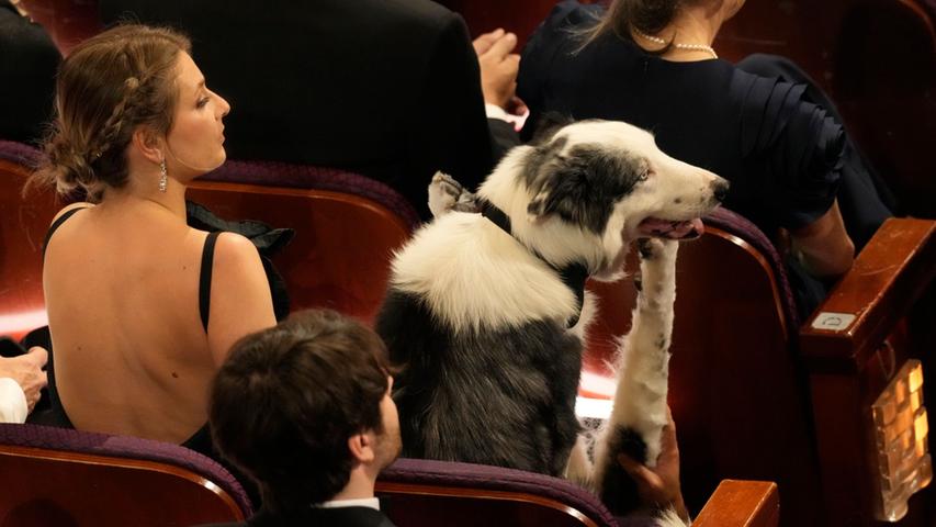 Der Border Collie Messi, der in "Anatomie eines Falls" den Blindenhund Snoop spielt, nahm bei den Oscars inmitten der Hollywood-Stars Platz.