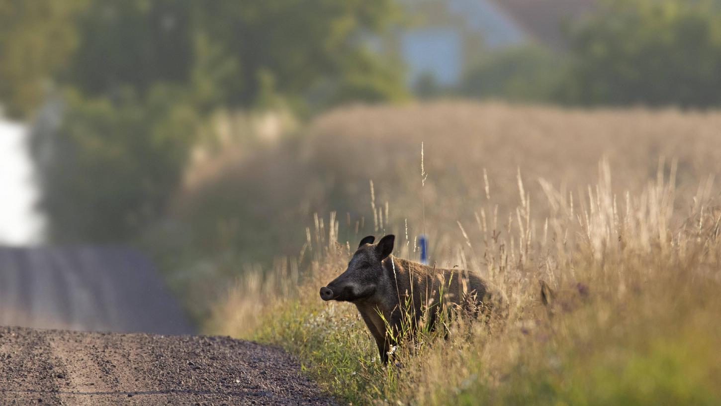 Ein Wildschwein steht am Straßenrand: Am Montag sind mehrere Wildschweine auf der A9 bei Behringersdorf verunglückt.