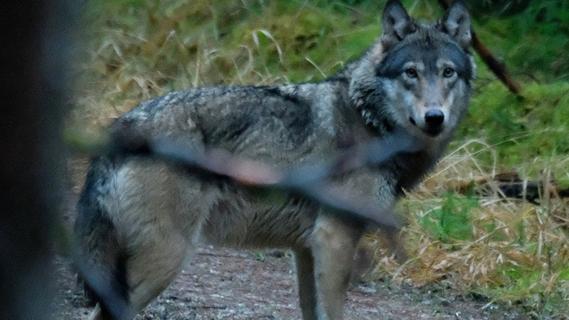 Landwirt aus Auerbach in Sorge: Wölfe könnten in der Umgebung sesshaft werden